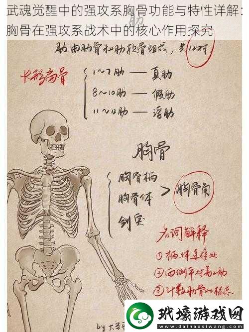 武魂覺醒中的強攻系胸骨功能與特性詳解