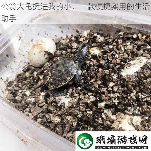 公翁大龜挺進我的小一款便捷實用的生活助手