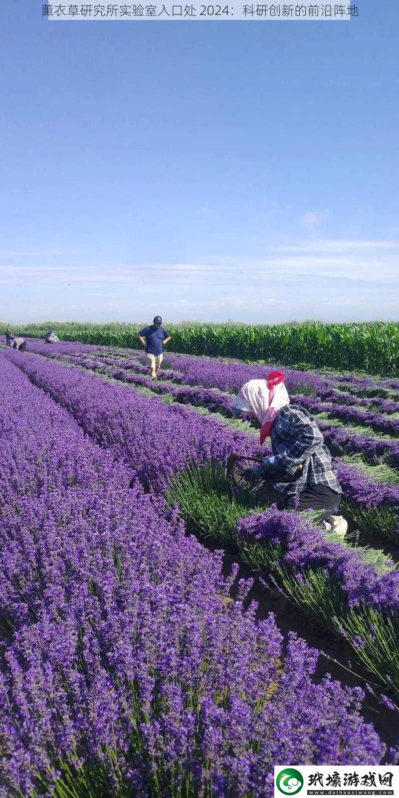 薰衣草研究所實(shí)驗(yàn)室入口處 2024