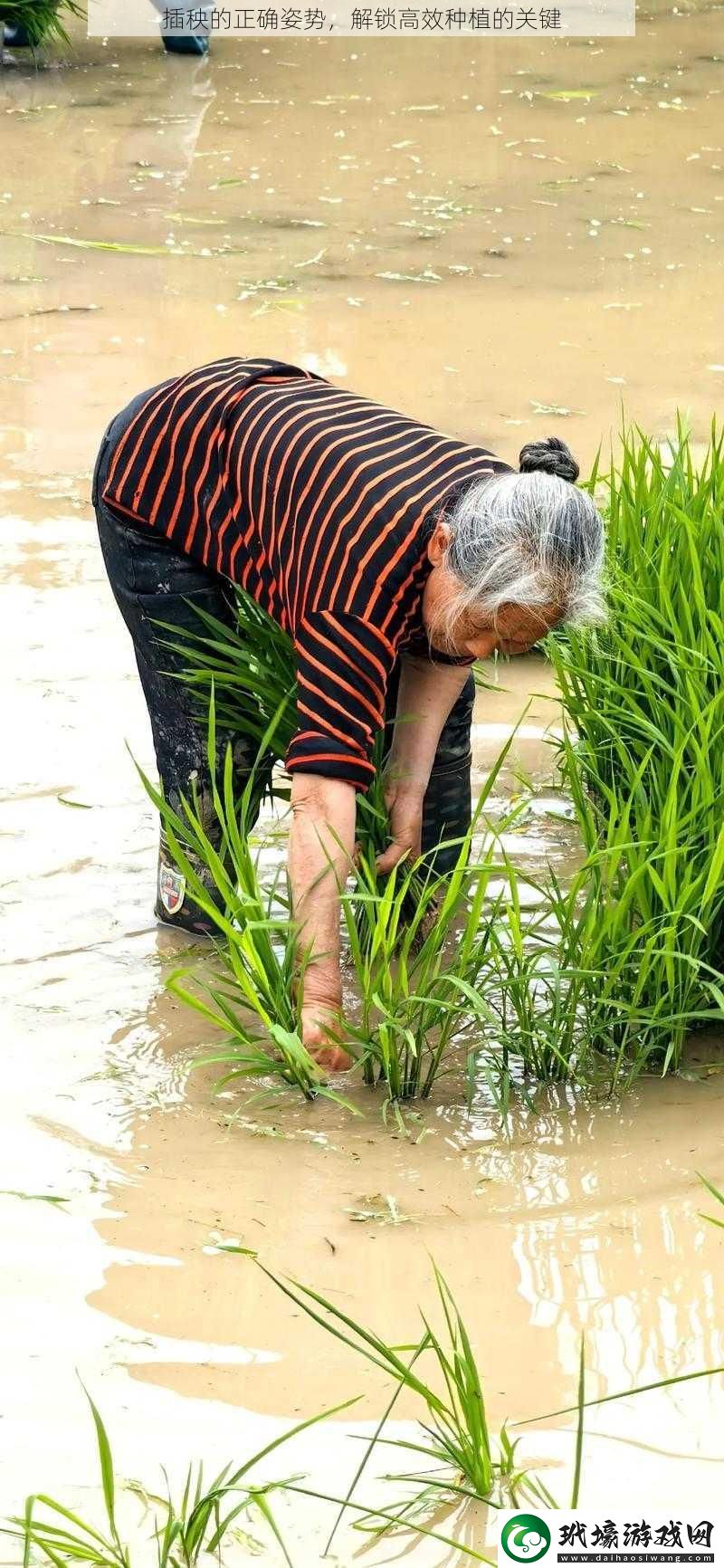 插秧的正確姿勢(shì)，解鎖高效種植的關(guān)鍵