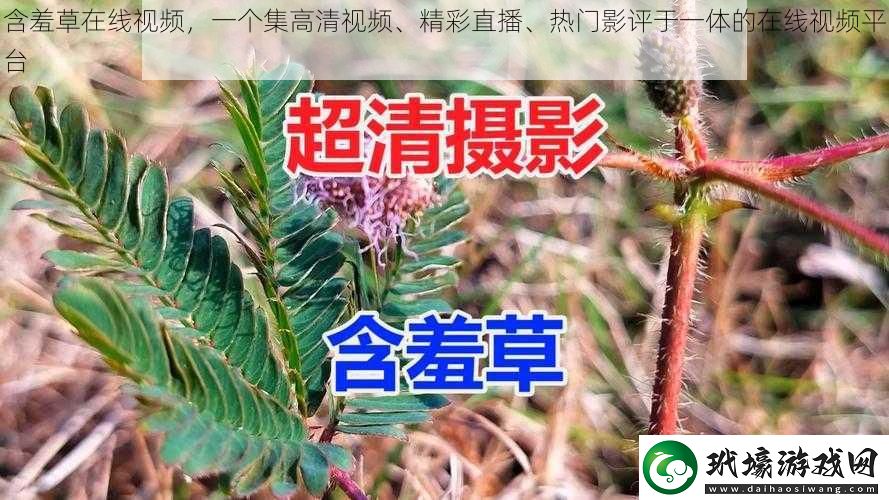 含羞草在線視頻一個集高清視頻、精彩直播、熱門影評于一體的在線視頻平臺