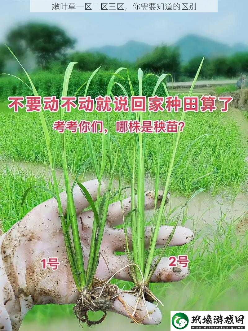 嫩葉草一區(qū)二區(qū)三區(qū)你需要知道的區(qū)別