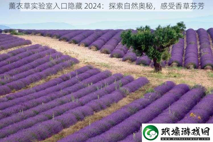 薰衣草實(shí)驗(yàn)室入口隱藏2024