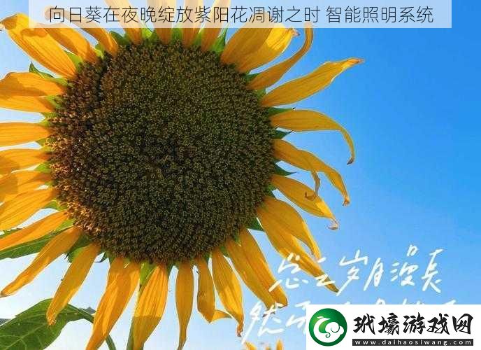 向日葵在夜晚綻放紫陽花凋謝之時(shí)智能照明系統(tǒng)