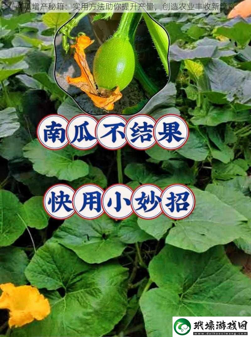 南瓜增產(chǎn)秘籍